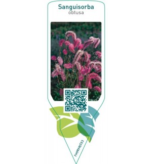 Etichette di Sanguisorba obtusa *