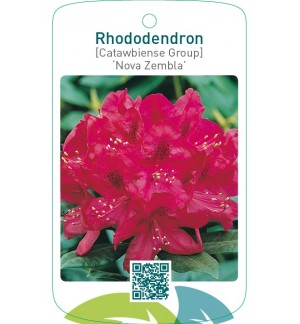 Rhododendron [Catawbiense Group] ‘Nova Zembla’