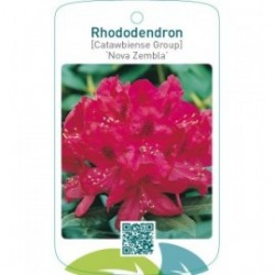 Rhododendron [Catawbiense Group] ‘Nova Zembla’