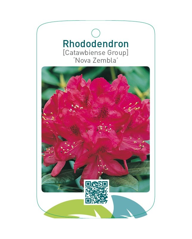 Rhododendron [Catawbiense Group] ‘Nova Zembla’