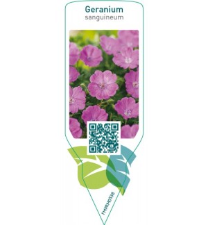 Geranium sanguineum  purple