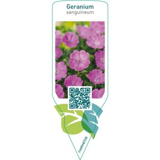 Geranium sanguineum  purple