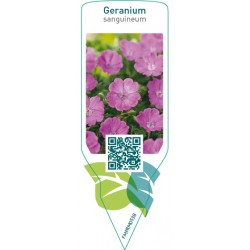 Geranium sanguineum  purple