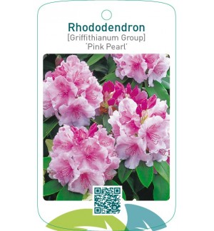 Rhododendron [Griffithianum Group] ‘Pink Pearl’