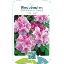 Rhododendron [Griffithianum Group] ‘Pink Pearl’