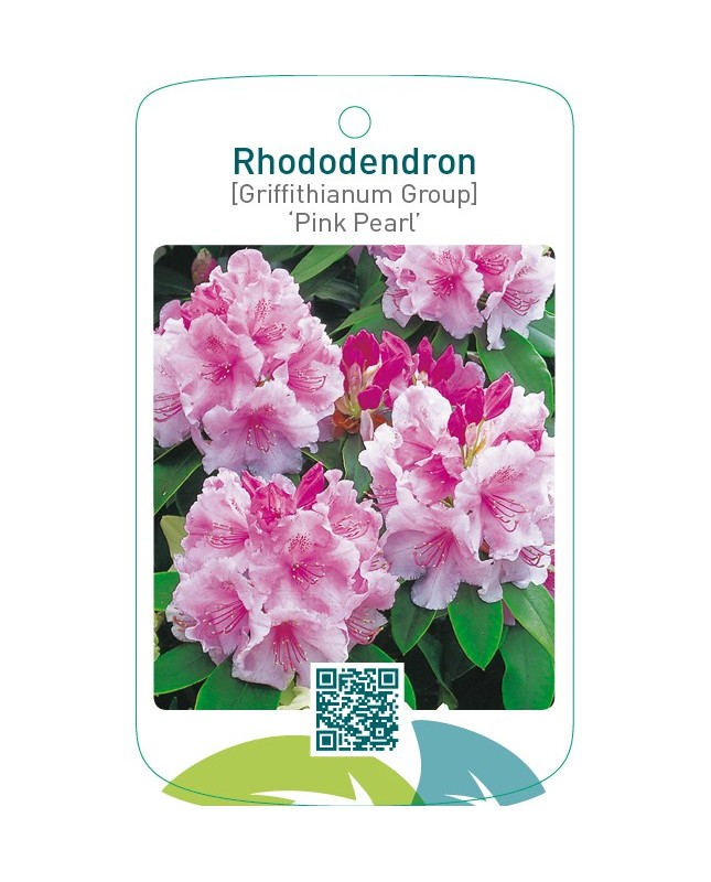 Rhododendron [Griffithianum Group] ‘Pink Pearl’