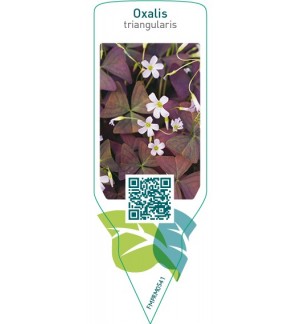 Etichette di Oxalis triangularis *