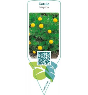 Etichette di Cotula hispida *