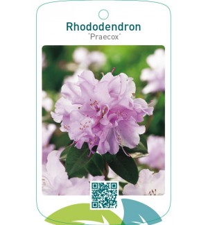 Rhododendron ‘Praecox’
