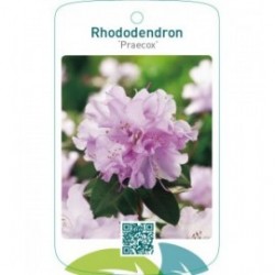 Rhododendron ‘Praecox’