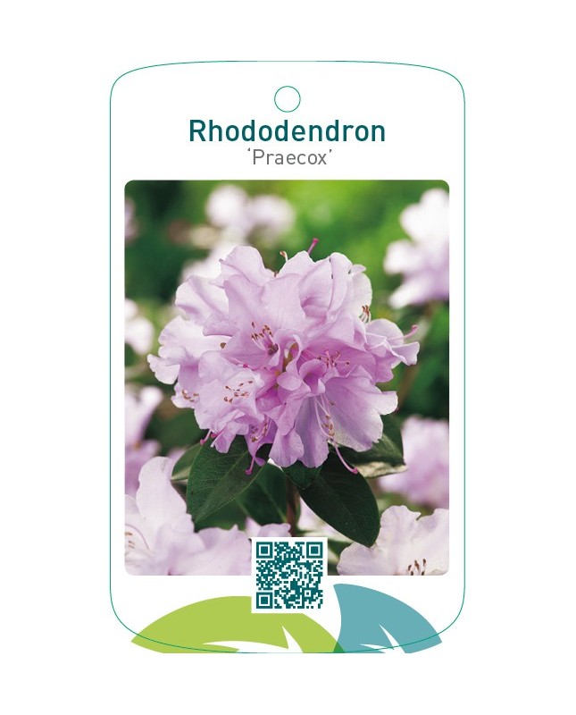 Rhododendron ‘Praecox’