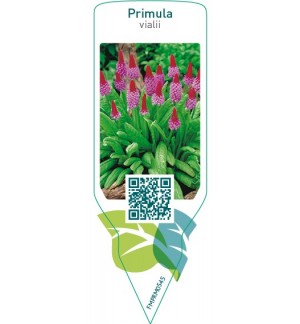 Etiquetas de Primula vialii *