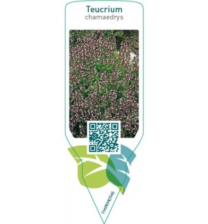 Teucrium chamaedrys
