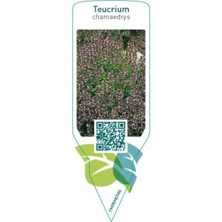 Teucrium chamaedrys