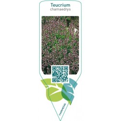 Teucrium chamaedrys