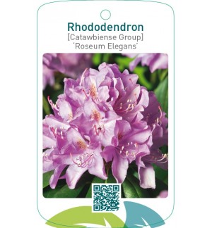 Rhododendron [Catawbiense Group] ‘Roseum Elegans’