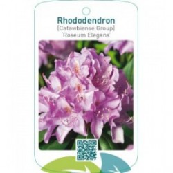 Rhododendron [Catawbiense Group] ‘Roseum Elegans’
