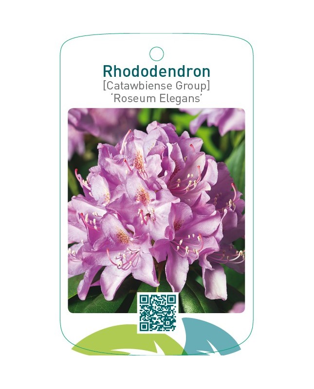 Rhododendron [Catawbiense Group] ‘Roseum Elegans’