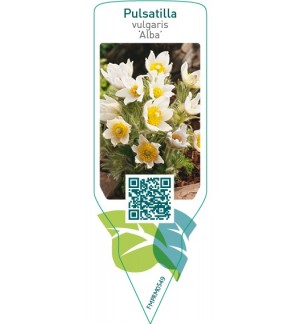 Pulsatilla vulgaris ‘Alba’