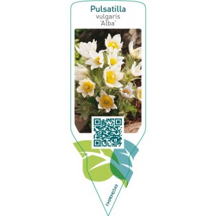 Pulsatilla vulgaris ‘Alba’