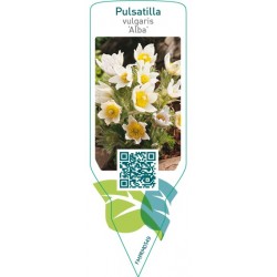 Pulsatilla vulgaris ‘Alba’