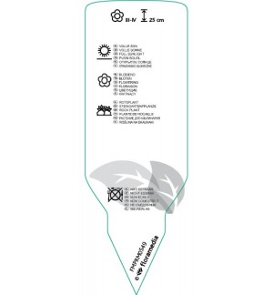 Etichette di Pulsatilla vulgaris ‘Alba’ *