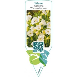 Silene maritima ‘Weisskelchen’