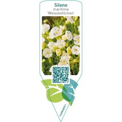 Silene maritima ‘Weisskelchen’