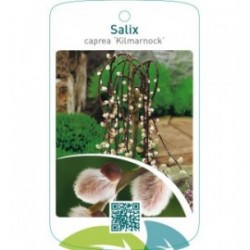 Salix caprea ‘Kilmarnock’
