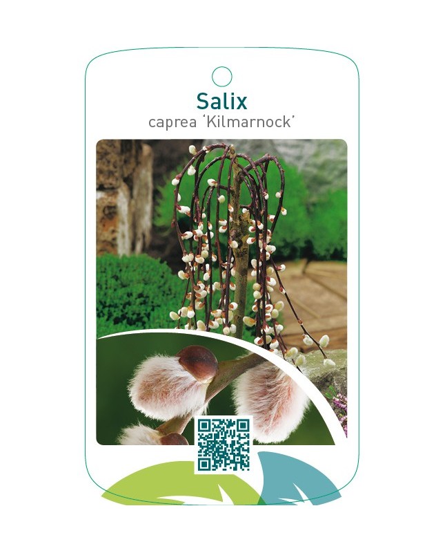 Salix caprea ‘Kilmarnock’