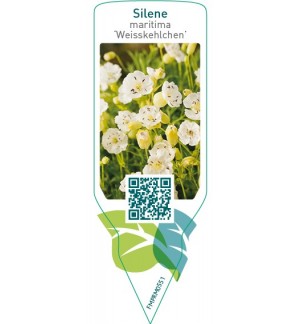 Etichette di Silene maritima ‘Weisskelchen’ *