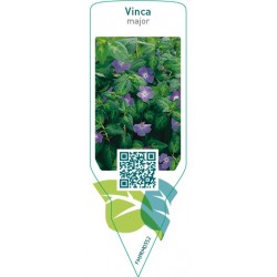 Vinca major  blue