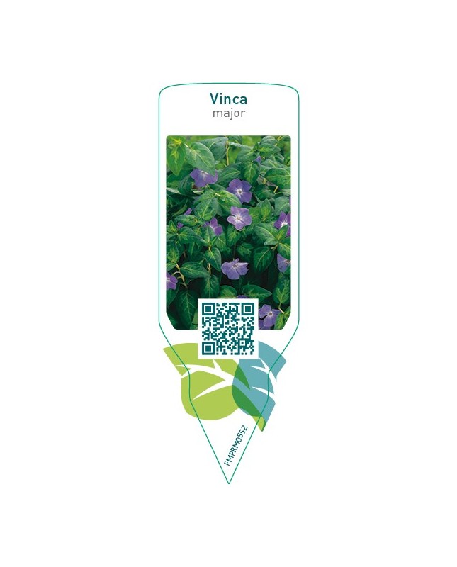 Vinca major  blue
