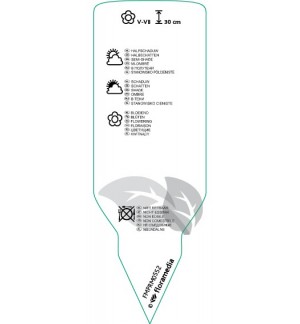 Etichette di Vinca major  blue *