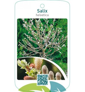 Salix helvetica
