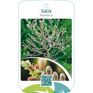 Salix helvetica