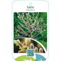 Salix helvetica