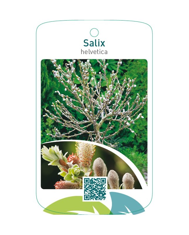Salix helvetica