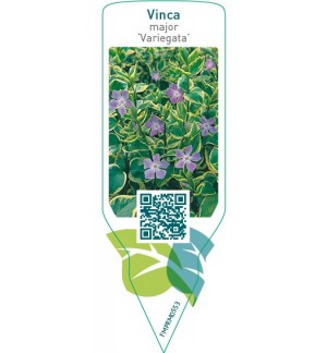 Vinca major ‘Variegata’