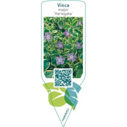 Vinca major ‘Variegata’