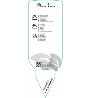 Etichette di Vinca major ‘Variegata’ *