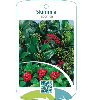 Skimmia japonica