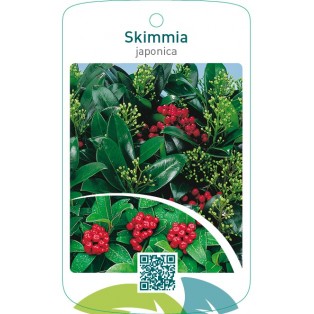 Skimmia japonica