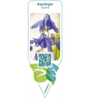 Etichette di Aquilegia alpina  blue *
