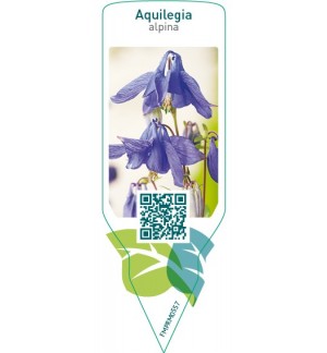 Etiquetas de Aquilegia alpina  blue *