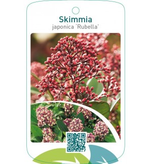 Skimmia japonica ‘Rubella’