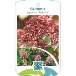 Skimmia japonica ‘Rubella’