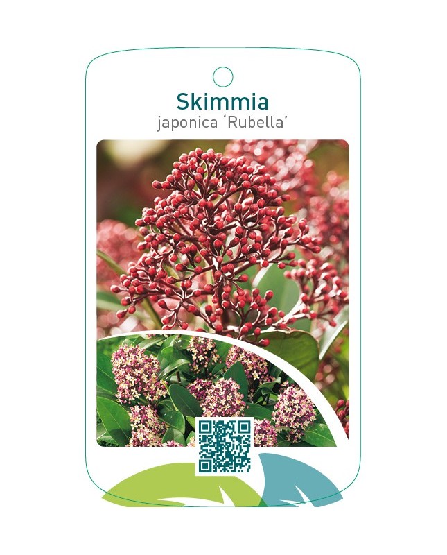 Skimmia japonica ‘Rubella’