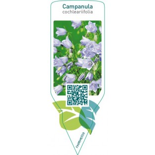 Campanula cochleariifolia  blue