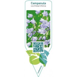 Campanula cochleariifolia  blue